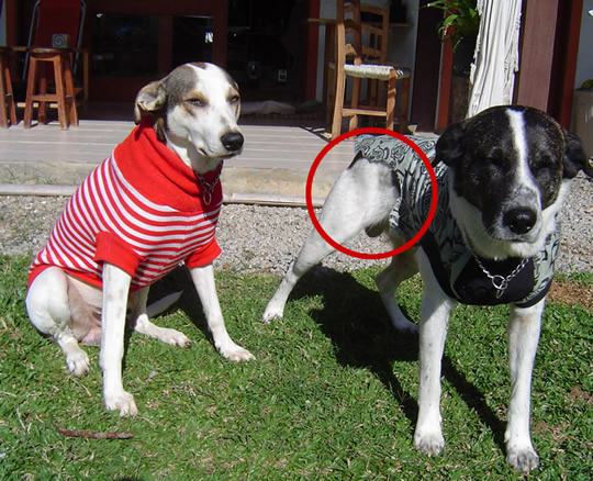 clique para ampliar